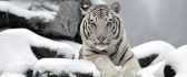 Wild white tiger on a rock - Professional photo