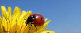 Macro insect wallpaper- Ladybug on a yellow dandelion flower