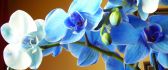 Wonderful blue orchid flower in the sunlight - HD wallpaper