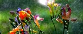Macro water drops on the flowers - Hot summer rain