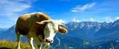 Big cow on the top of the mountain - Fresh green grass food