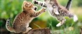 Funny cat fight between two little kitties - HD wallpaper