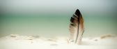 One feather in white sand - HD abstract wallpaper