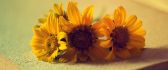 Three small and beautiful sunflowers in a book -HD wallpaper