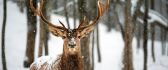 Beautiful wild deer animal in a beautiful snowy winter day