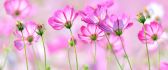 Spring pink flowers in the garden - Nature wonderful season
