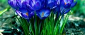Wonderful bouquet of blue flowers - Spring season time