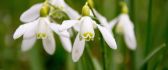 Snowdrops flower spring season time - HD wallpaper