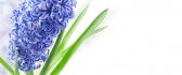 One beautiful hyacinth spring flower - Spring season perfume