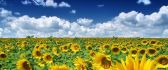 Wondeful sunflowers field - summer vibes HD wallpaper