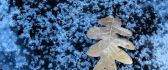 Macro bubbles of water frozen ice - One autumn leaf