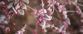 Frozen pink flowers and leaves - HD winter season wallpaper