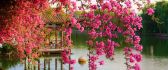 Good morning beautiful nature - Arcade flowers blossom