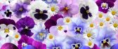 Wonderful purple and blue flowers and Easter eggs - Spring