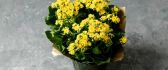 Simple gift this Spring season - Wonderful yellow flower