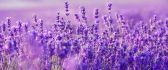 Wonderful purple Lavender flowers - Macro wallpaper perfume