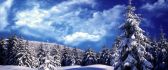 Wonderful nature view - White forest in the mountains snow