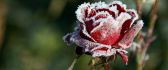 Beautiful frozen red rose - HD flower wallpaper