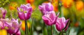 Purple tulips in the garden - Spring season time