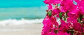Wonderful pink flower near the beach - HD wallpaper