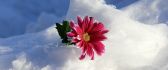 Pink flower in the big snow - HD wallpaper