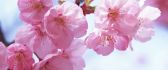 Beautiful pink cherry tree flowers - Blossom spring season