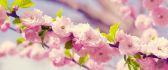 Wonderful blossom trees - Pink cherry flowers HD wallpaper