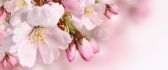 Wonderful flowers - Spring perfume HD wallpaper