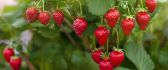 Strawberry plant in the garden -HD wallpaper delicious fruit