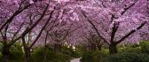 Japanese cherry tree - Wonderful path in a park