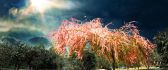 Sun light - wonderful color tree spring season time