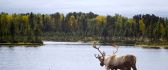 Wonderful deer near the lake - HD wallpaper wild animal