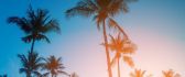 Palms in the shadow of sunset light - HD wallpaper