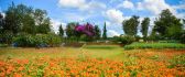 Field full with orange flowers - Beautiful garden