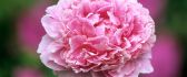 Macro pink peonies flower - Beautiful summer time