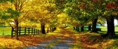 Autumn path in the forest - HD wallpaper season time year
