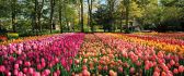 Netherlands - beautiful field full with colorful tulips