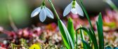 Little snowdrops in the fresh morning air - HD wallpaper